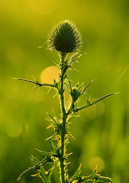 Thistle blomma på fältet — Stockfoto