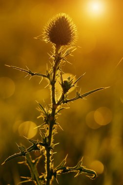 Thistle çiçek alanı