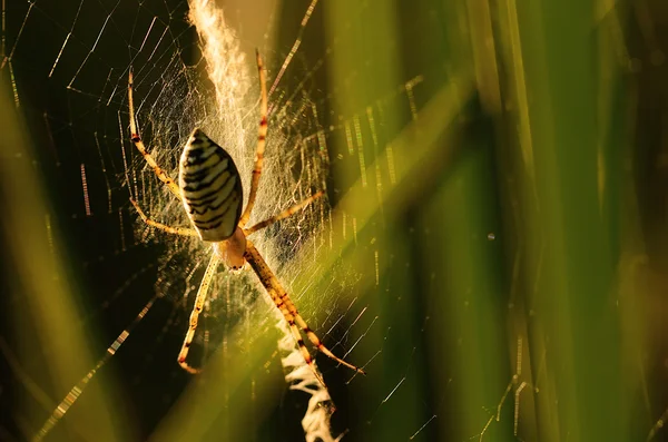 Foto de cerca de una araña avispa — Foto de Stock