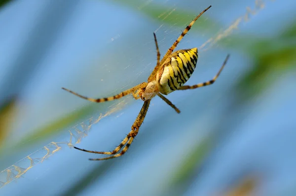 Foto de close-up de uma aranha — Fotografia de Stock