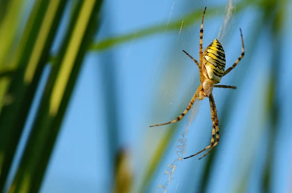 Närbild foto av en geting spindel — Stockfoto