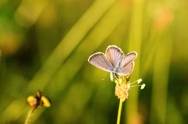 Úžasné motýl — Stock fotografie