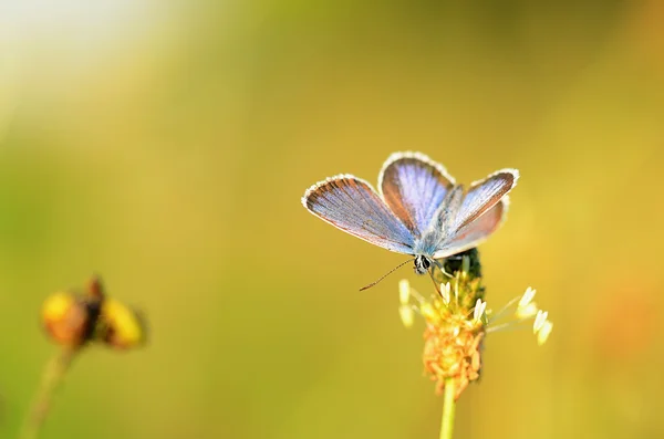 Increíble mariposa —  Fotos de Stock