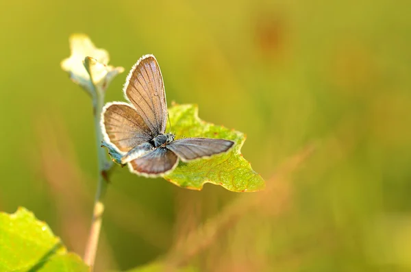 Удивительная бабочка — стоковое фото
