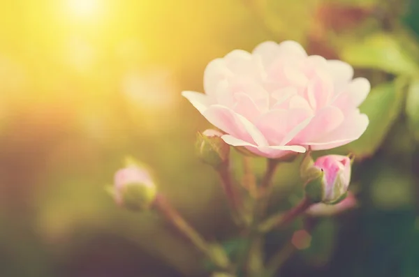 Μαλακό φωτογραφία ένα όμορφο τριαντάφυλλο — Φωτογραφία Αρχείου