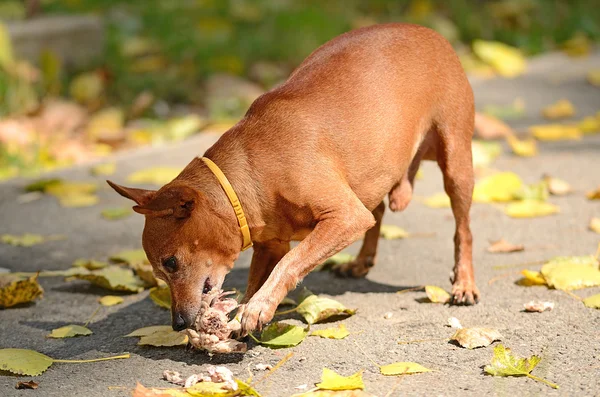 迷你杜宾犬在公园里吃 — 图库照片