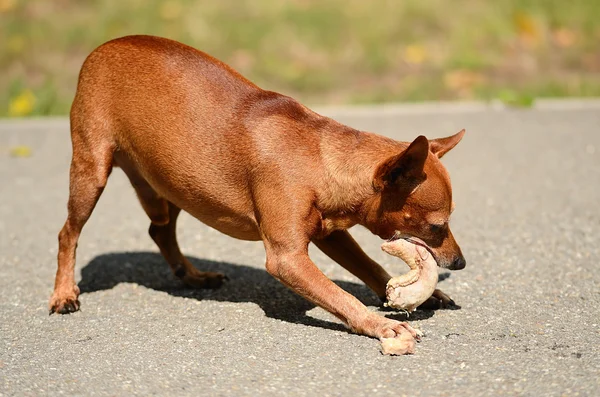 Kis méretű pinscher enni a parkban — Stock Fotó