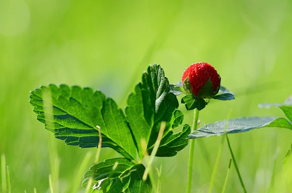 Wild strawberry in forest — Stock Photo, Image