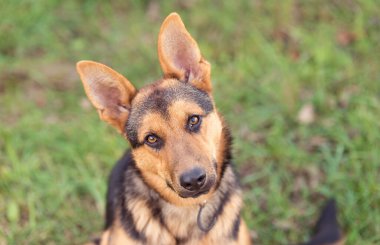 Uygulanabilir bir Alman çoban köpeğinin fotoğrafı.