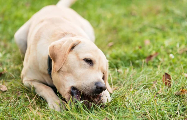 Labrador Retriever Perro Comiendo Jardín — Foto de Stock