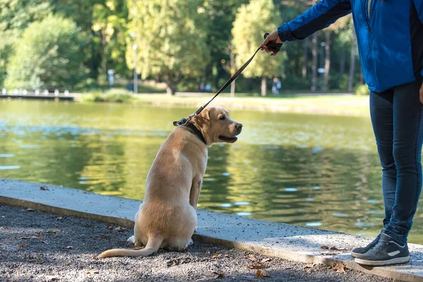 Labrador Retriever Cão Com Proprietário Andando Parque — Fotografia de Stock