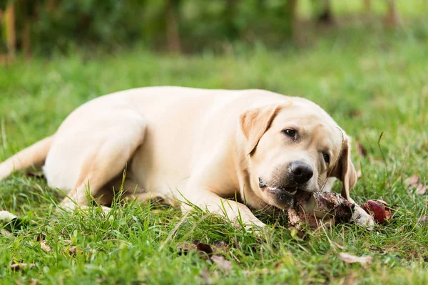 Labrador Retriever Perro Comiendo Jardín — Foto de Stock