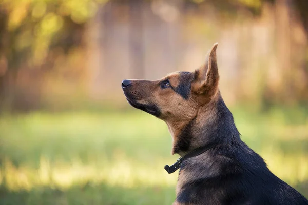 庭のドイツの羊飼い犬の肖像画 — ストック写真