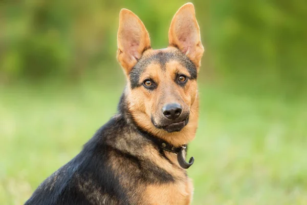 自然の中で美しいドイツの羊飼いの犬の写真 — ストック写真