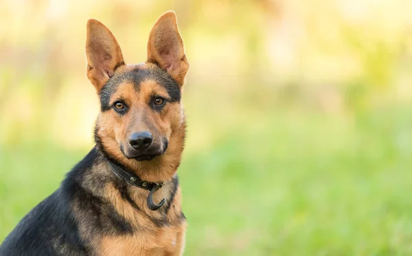 Foto Cane Tedesco Bellezza Shepheard Nella Natura — Foto Stock