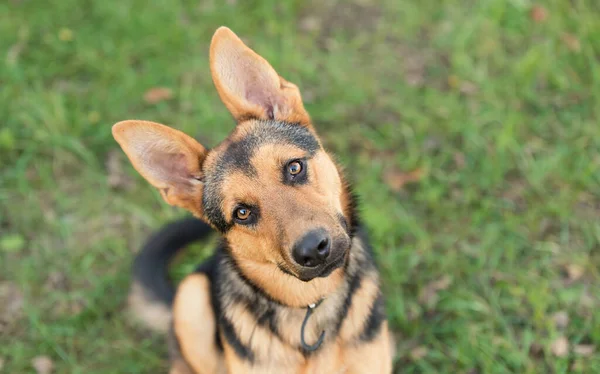 Foto Cão Pastor Alemão Adrable Natureza — Fotografia de Stock