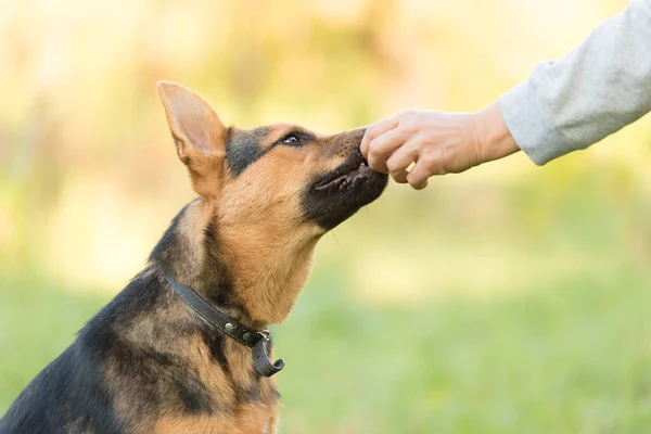 ドイツの羊飼いの訓練で人間の手から犬の食べ物を食べる — ストック写真