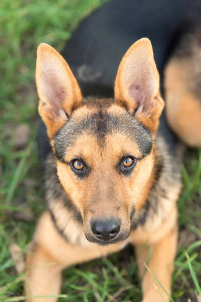 自然の中で愛らしいドイツの羊飼いの犬の写真 — ストック写真