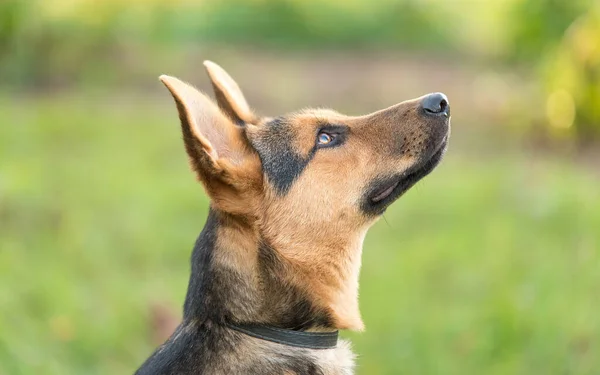 Foto Skönhet Tyska Shepheard Hund Naturen — Stockfoto