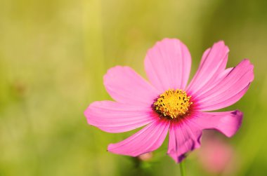 güzel pembe çiçek