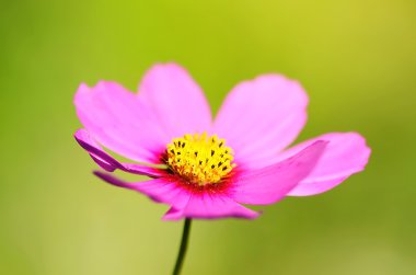 güzel pembe çiçek
