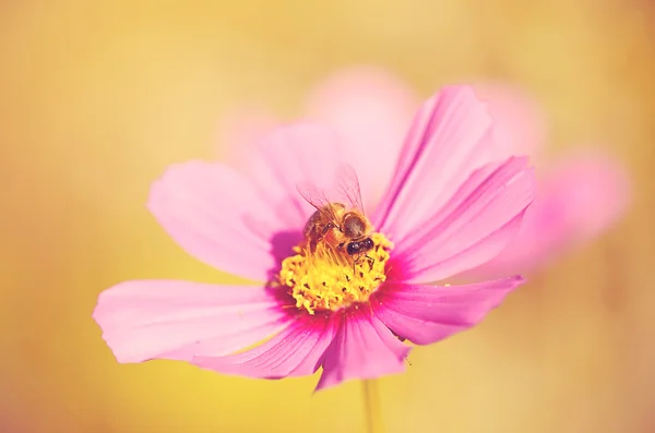 Krásná růžová květina — Stock fotografie