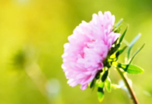 Vacker rosa blomma — Stockfoto
