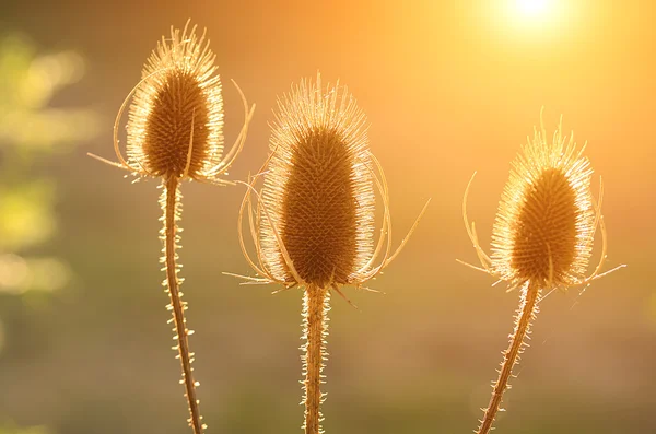 Thistle blomma på ängen — Stockfoto