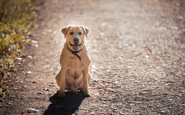Labrador av köpeği orman yolunda oturuyor.