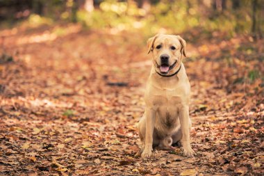 Labrador av köpeği orman yolunda oturuyor.