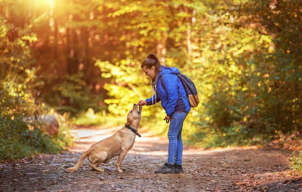 Labrador Retriever Comiendo Comida Para Perros Manos Humanas Bosque —  Fotos de Stock