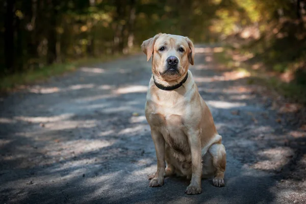 脏兮兮的拉布拉多猎犬坐在森林路上 — 图库照片