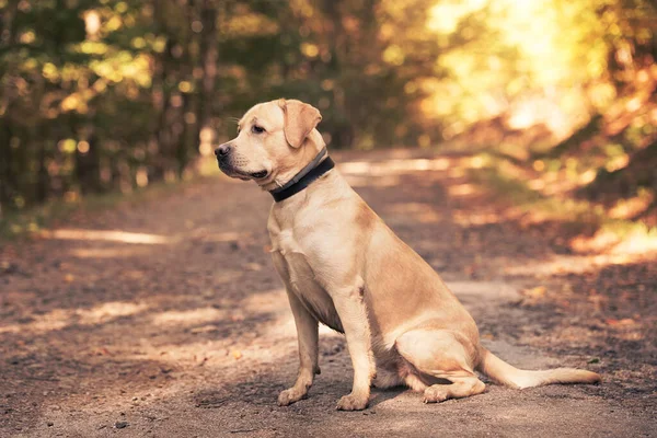Labrador Retriever Pies Siedzi Leśnej Drodze — Zdjęcie stockowe