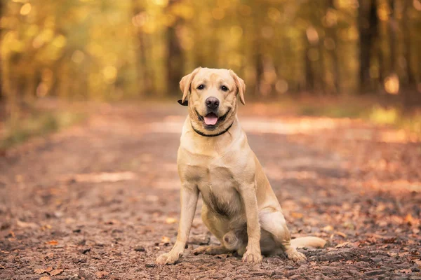 Labrador av köpeği orman yolunda oturuyor.