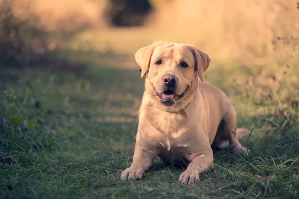 Labrador Retriever Hond Rustend Het Park — Stockfoto