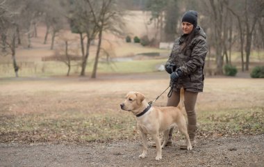 Şirin Labrador av köpeği sahibinin doğasında var.
