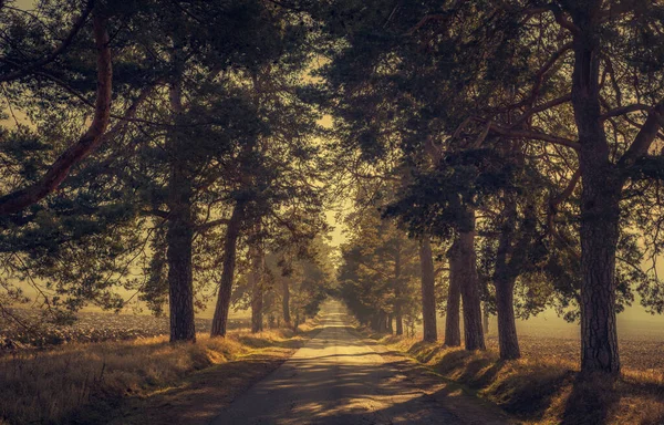 素晴らしい自然の中で松の木の間の道路 — ストック写真