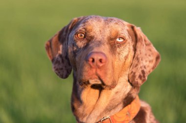 Yeşil elbiseli bir leopar av köpeği portresi.