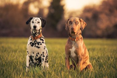 Arkadaşı leopar bir köpekle parktaki sevimli dalmaçyalı köpek portresi.