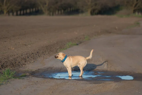 Labrador Retriever Dog Bathe Puddle — Photo