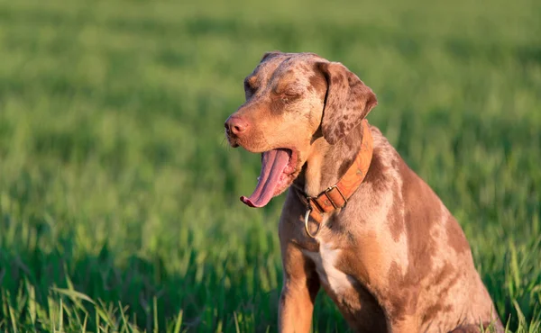 Portrait Leopard Hound Dog Green — Zdjęcie stockowe