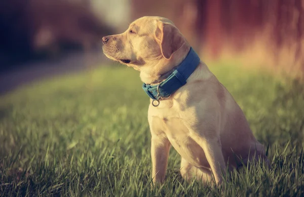 Labrador Retriever Hund Sitzt Park — Stockfoto