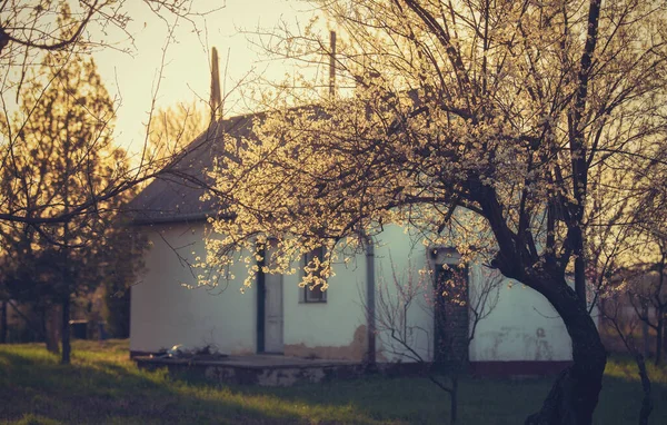 Casa Campo Con Árbol Flores Primavera —  Fotos de Stock