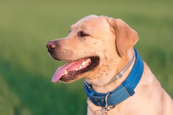 Smutsiga Labrador Retriever Hund Porträtt — Stockfoto