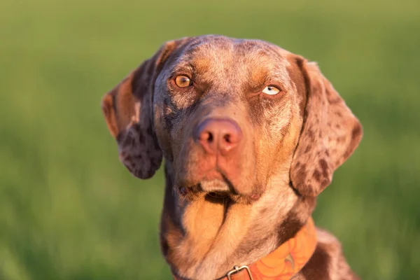 Портрет Собаки Леопарда Гаунда Зеленому — стокове фото