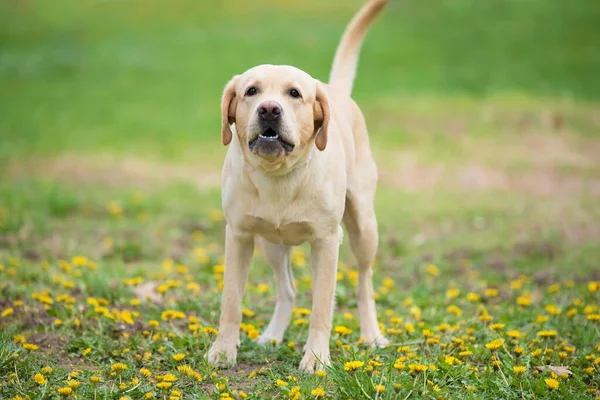 Wütender Labrador Retriever Hund Park — Stockfoto