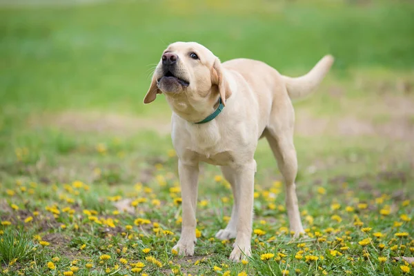 Arga Labrador Retriever Hund Parken — Stockfoto