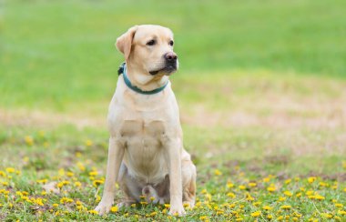 Yeşil parkta oturan labrador retriever köpek