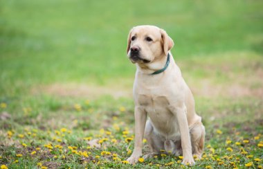 Yeşil parkta oturan labrador retriever köpek
