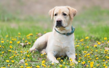 Sevimli labrador emeklilik köpeği parkta dinleniyor.